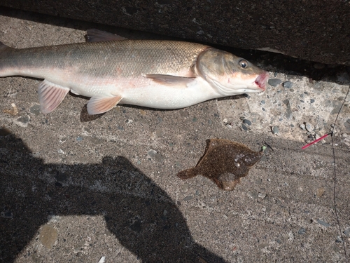 ウグイの釣果