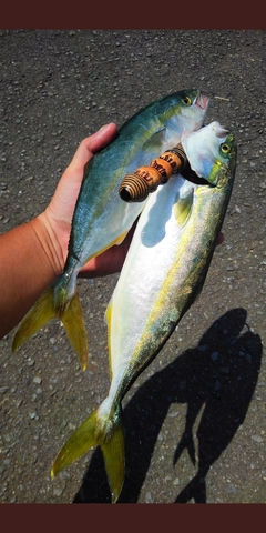 ツバスの釣果