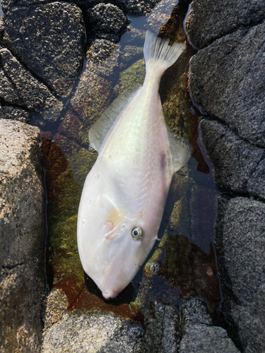 ウスバハギの釣果