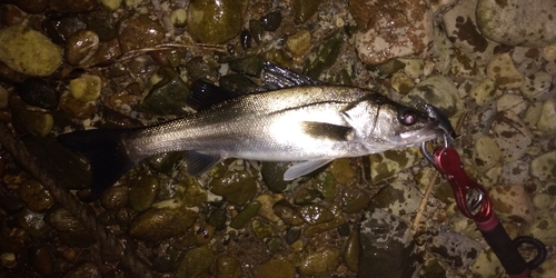 セイゴ（マルスズキ）の釣果