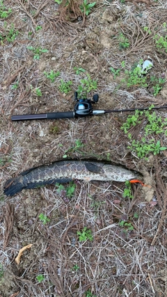 ライギョの釣果