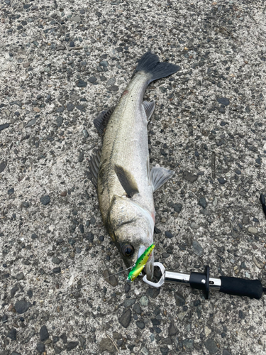 シーバスの釣果