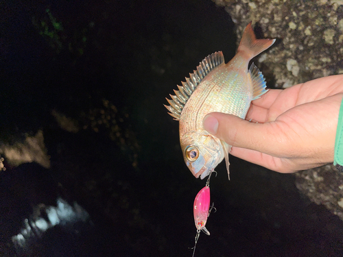 タイの釣果