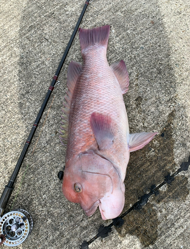 コブダイの釣果