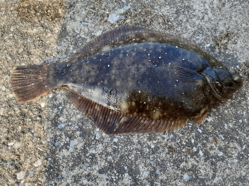 カレイの釣果