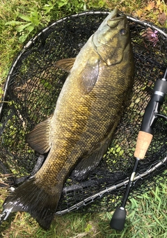 スモールマウスバスの釣果