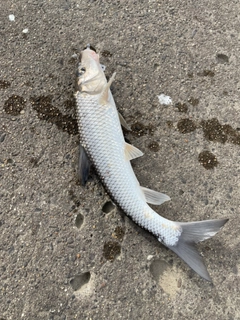 ニゴイの釣果