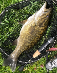 スモールマウスバスの釣果