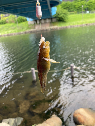 ヌマチチブの釣果