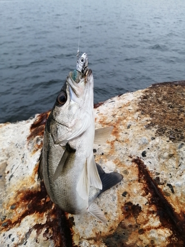 フッコ（タイリクスズキ）の釣果