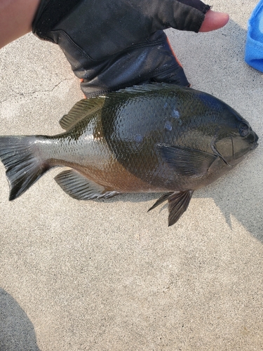 メジナの釣果