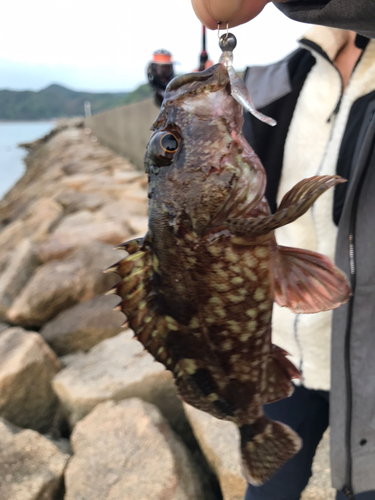 カサゴの釣果