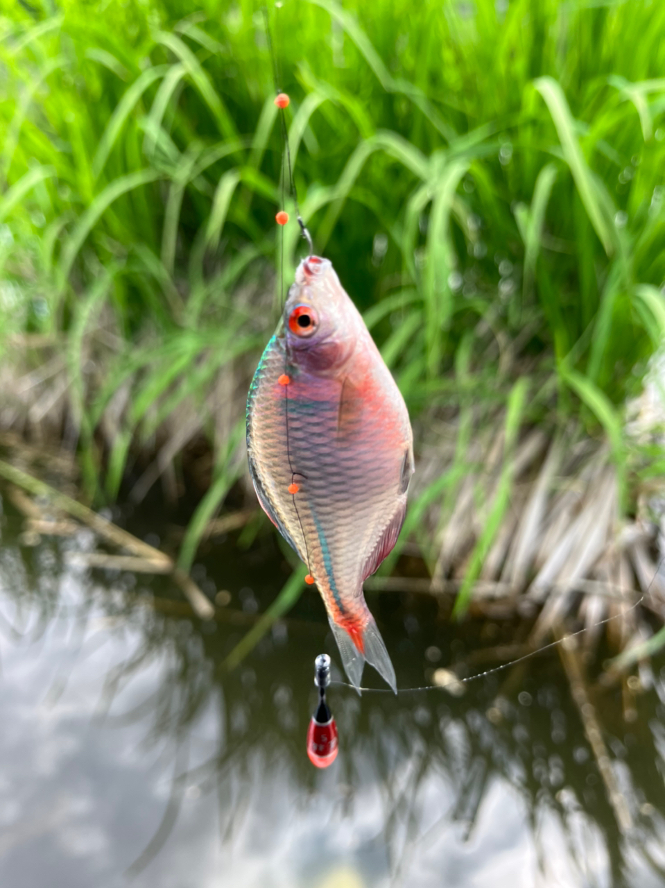 タイリクバラタナゴ