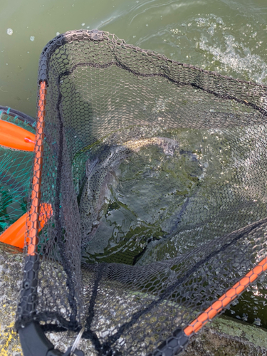 ニジマスの釣果