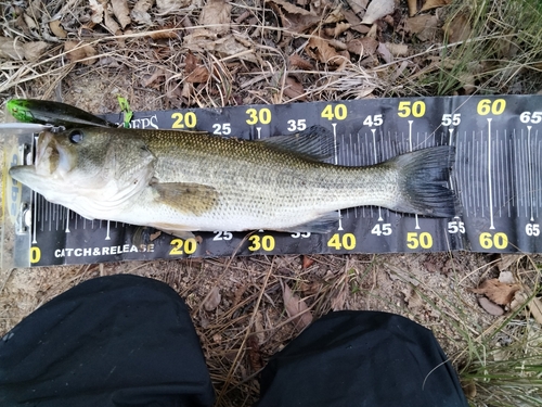 ブラックバスの釣果