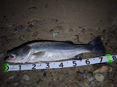 ヒラスズキの釣果