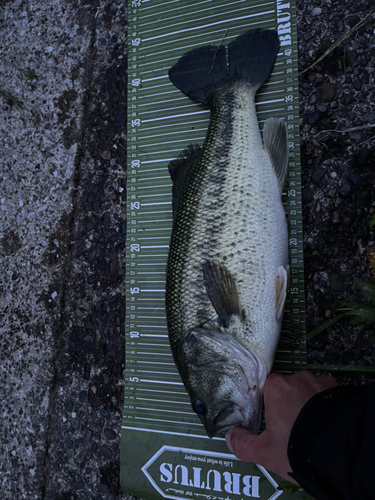 ブラックバスの釣果