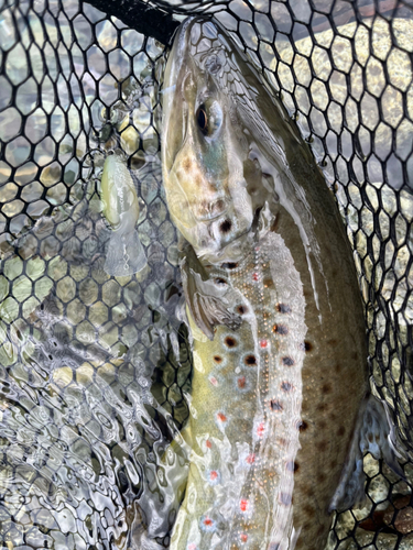 ブラウントラウトの釣果