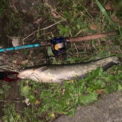 ナマズの釣果