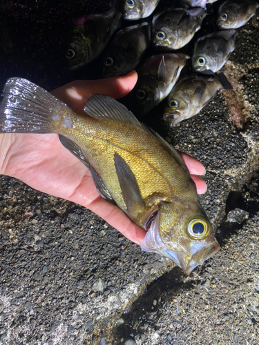 メバルの釣果