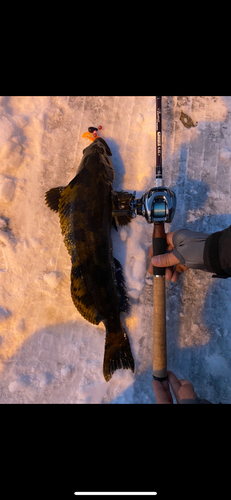 アブラコの釣果