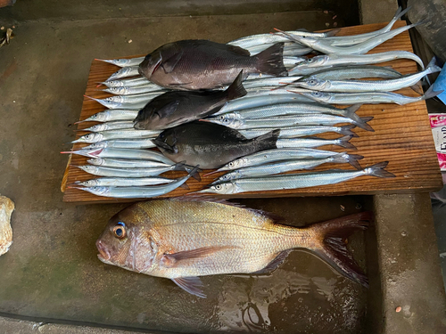 サヨリの釣果