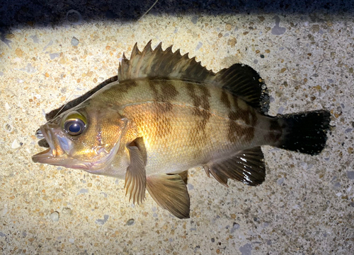 シロメバルの釣果