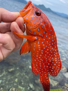 ユカタハタの釣果