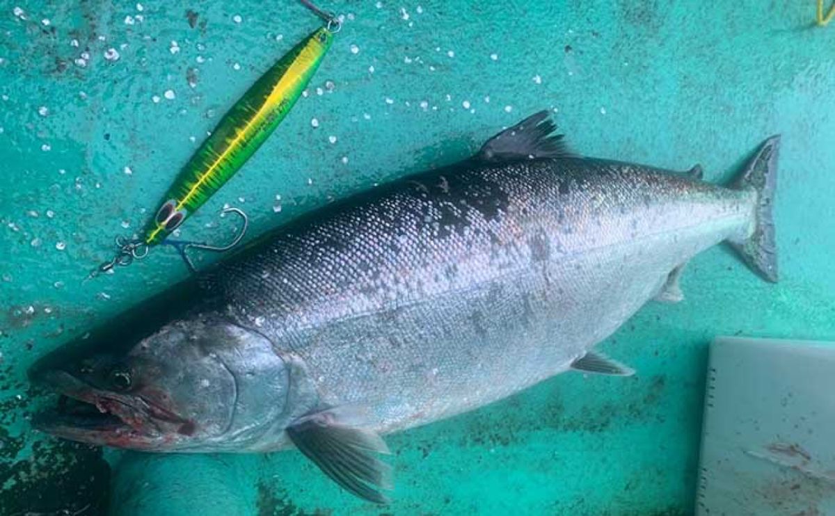 釣り馬鹿オヤジさんの釣果 1枚目の画像