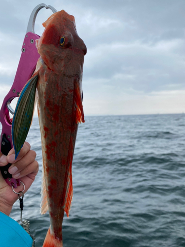 ホウボウの釣果