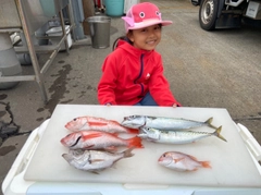 マサバの釣果