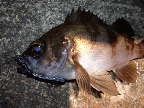 メバルの釣果