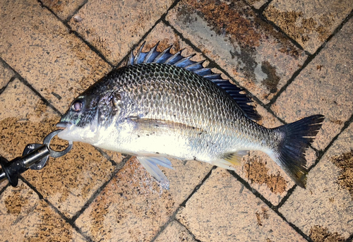 キビレの釣果