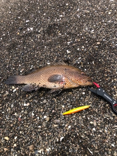 オオモンハタの釣果