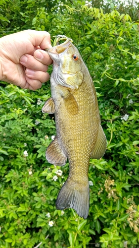 スモールマウスバスの釣果