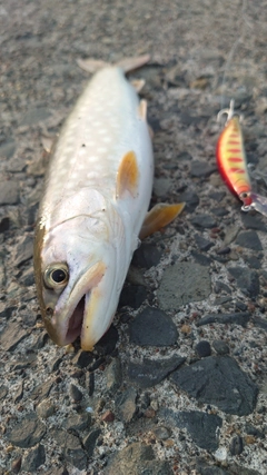 アメマスの釣果