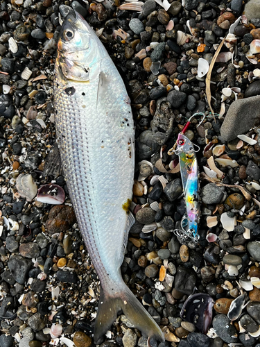 コノシロの釣果