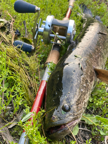 ライギョの釣果