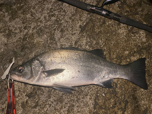 フッコ（ヒラスズキ）の釣果