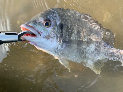 キビレの釣果