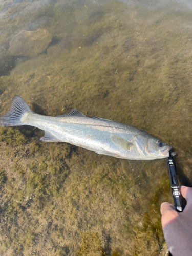 スズキの釣果