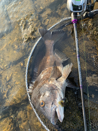 チヌの釣果