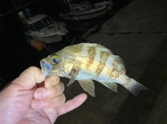 シロメバルの釣果