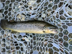 ブラウントラウトの釣果