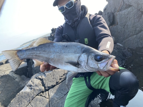 ヒラスズキの釣果