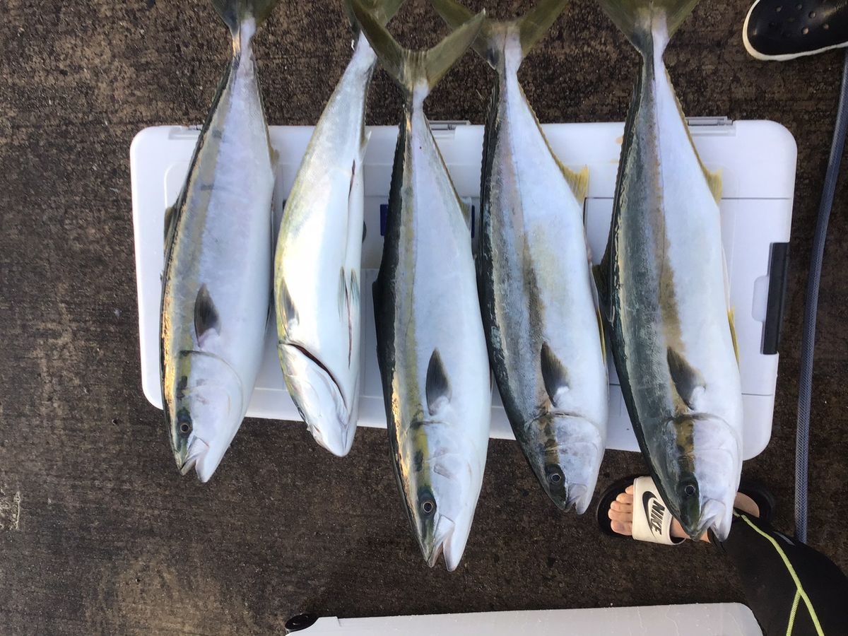 masa1981さんの釣果 2枚目の画像