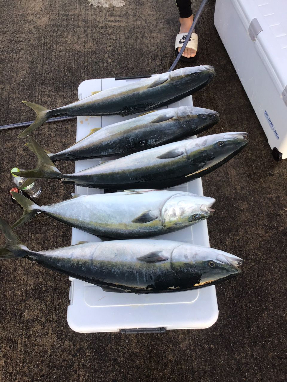 masa1981さんの釣果 3枚目の画像