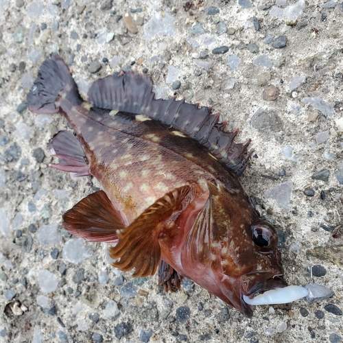 カサゴの釣果