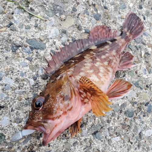 カサゴの釣果