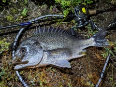 キビレの釣果